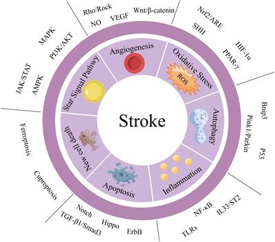 A comprehensive review of stroke-related signaling pathways and treatment in western medicine and traditional Chinese medicine